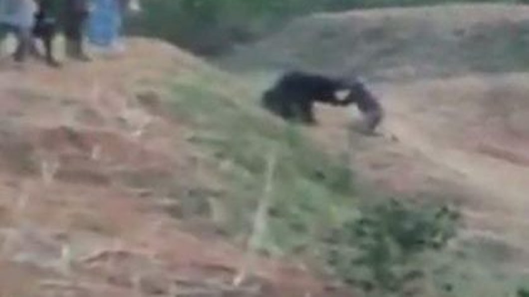 圖／翻攝YouTube 影／白目男堅持和懶熊玩自拍　下一秒慘被活活咬死