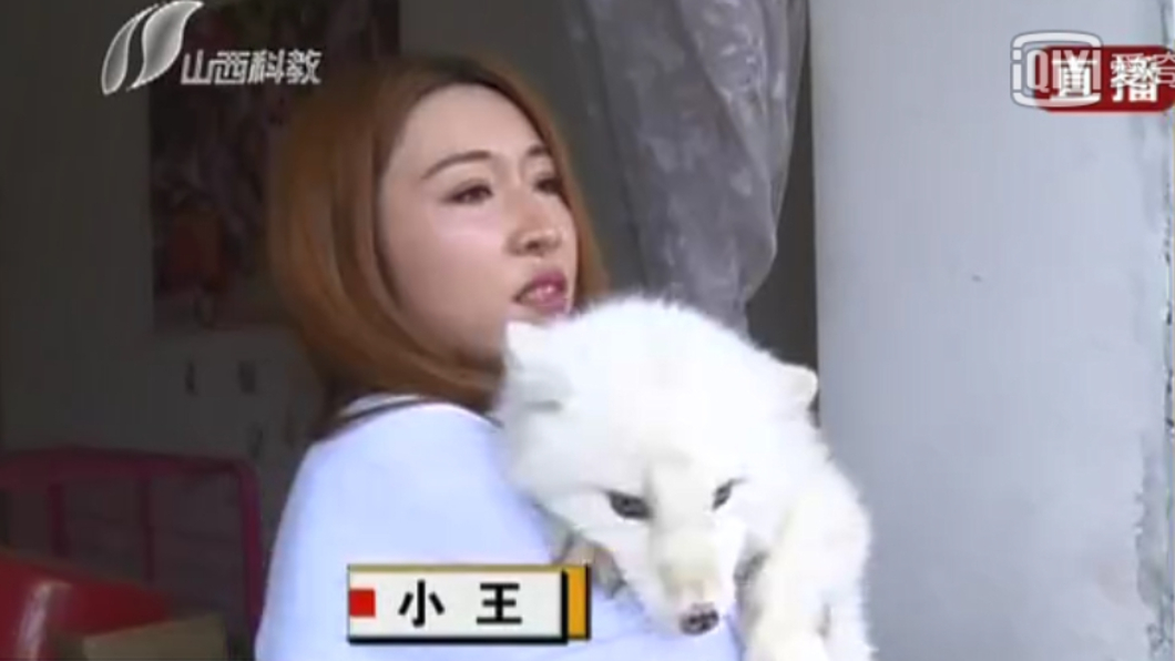 王女以為她飼養的是狐狸犬。圖/翻攝自都市110