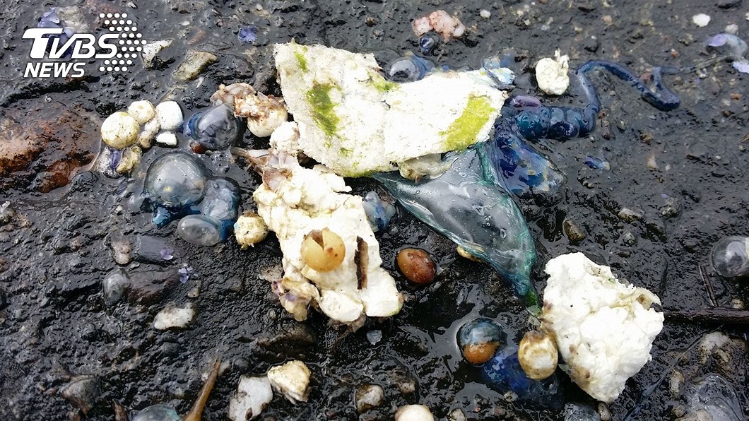 今年1月，台東海灘也發現大量僧帽水母的屍體。圖／中央社