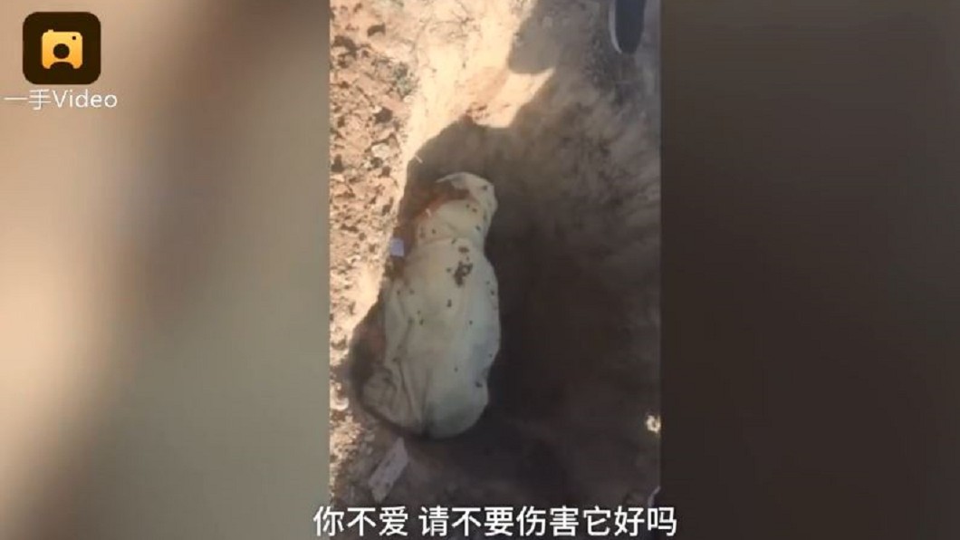 志工替狗狗埋葬時崩潰痛哭。圖/翻攝自《梨視頻》
