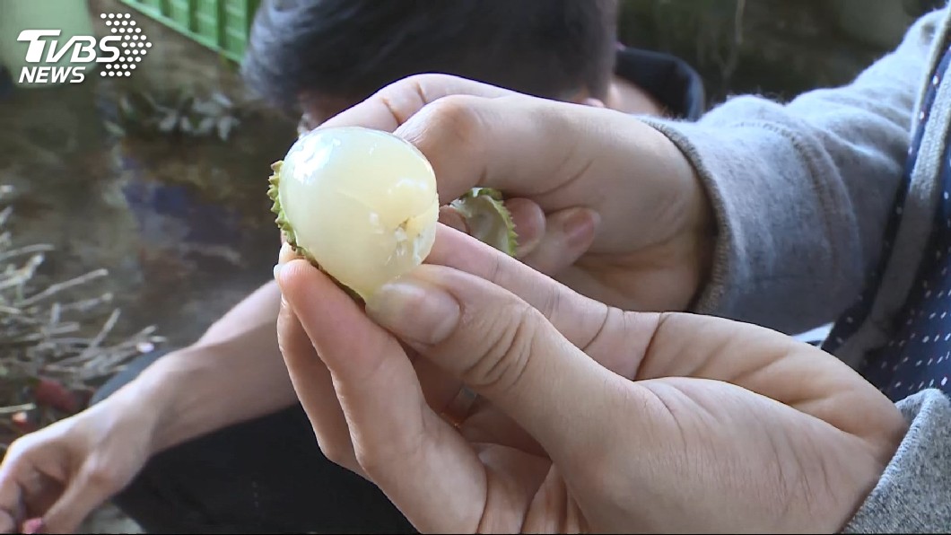 1天10顆就好　猛吃荔枝恐過敏引發蕁麻疹