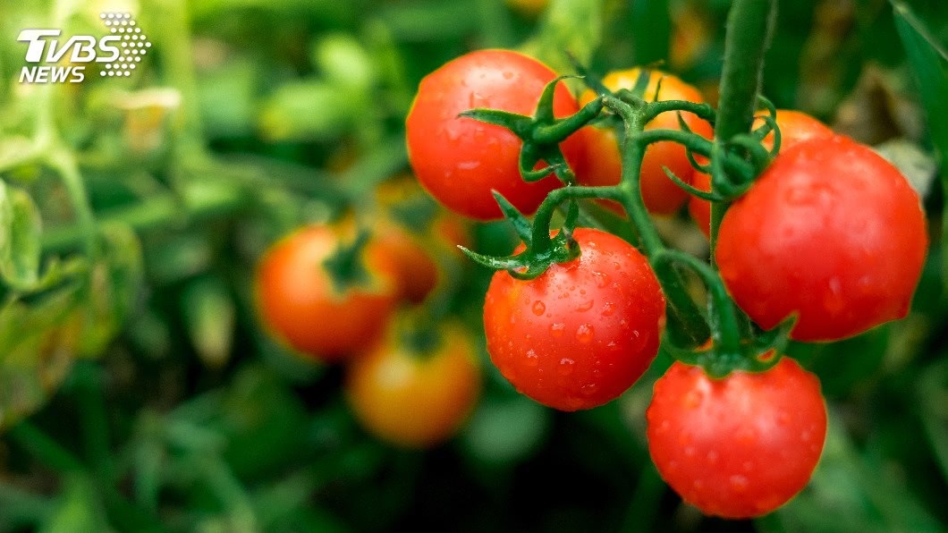 農委會建議，吃成熟番茄較好！示意圖／TVBS