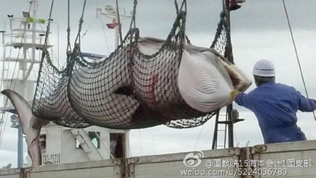日本赴南冰洋捕鯨，其中有122頭是懷孕的母鯨。　圖／翻攝自微博