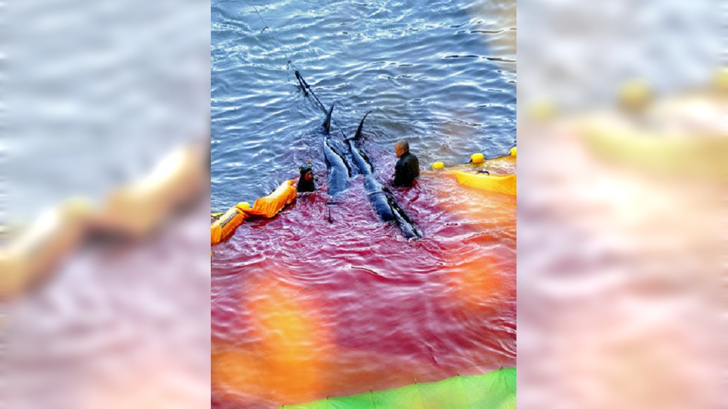 和歌山則有「海豚驅獵」的祭典,曾有紀錄片拍下海豚滿身是血遭漁民戳刺的畫面。 圖/翻攝自微博