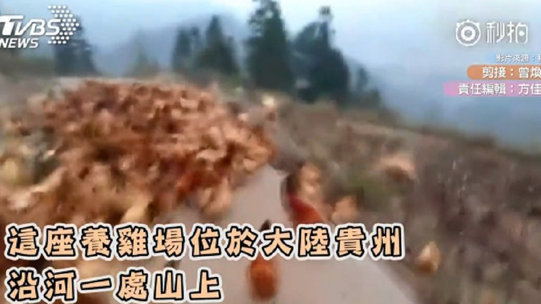 圖/翻攝自《秒拍》