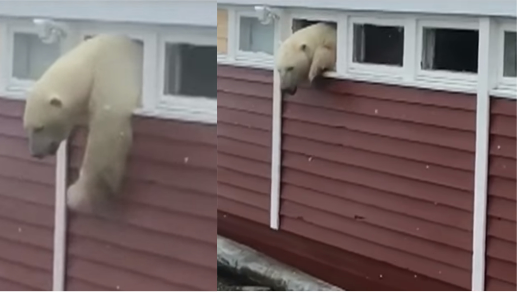 北極熊卡窗。圖／翻攝自YouTube