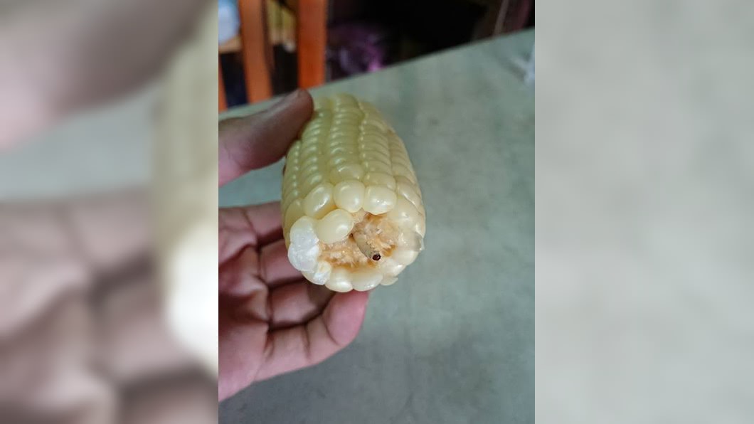 有網友在吃玉米時吸出一條蟲，當下讓他內心受創。(圖／翻攝自爆廢公社)
