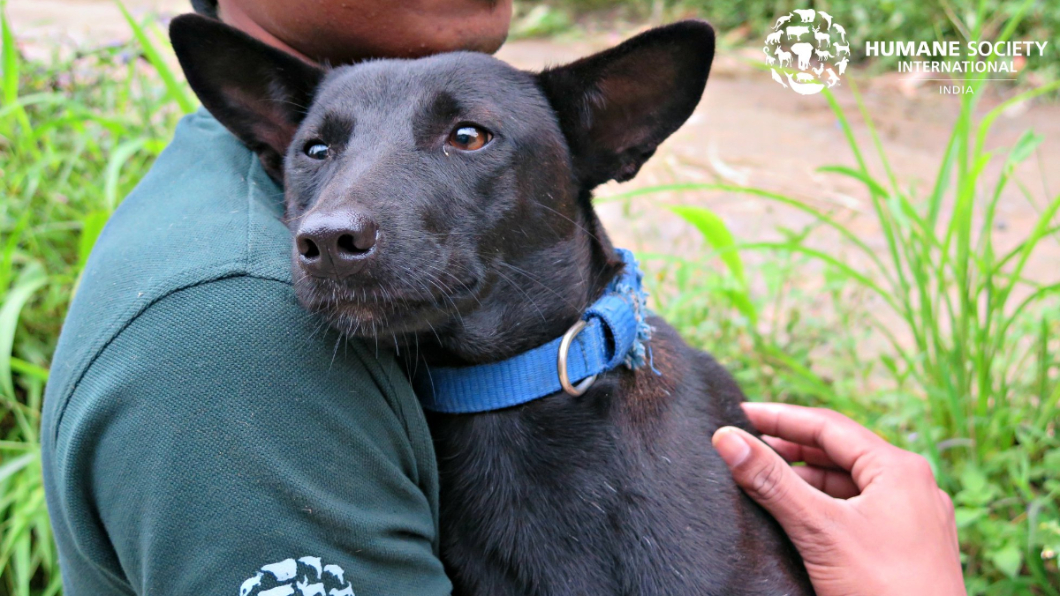 大部分的狗狗經過照顧,都逐漸恢復健康。圖/翻攝自Humane Society International-India臉書