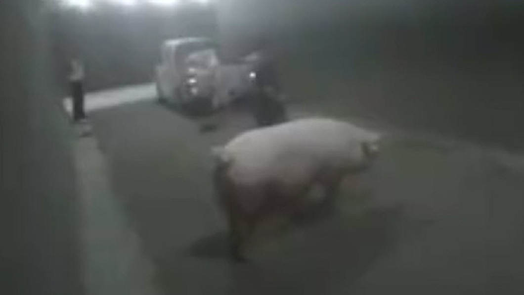 重慶高速公路隧道內，有一頭大母豬在內到處亂竄。(圖／翻攝自中國新聞網)