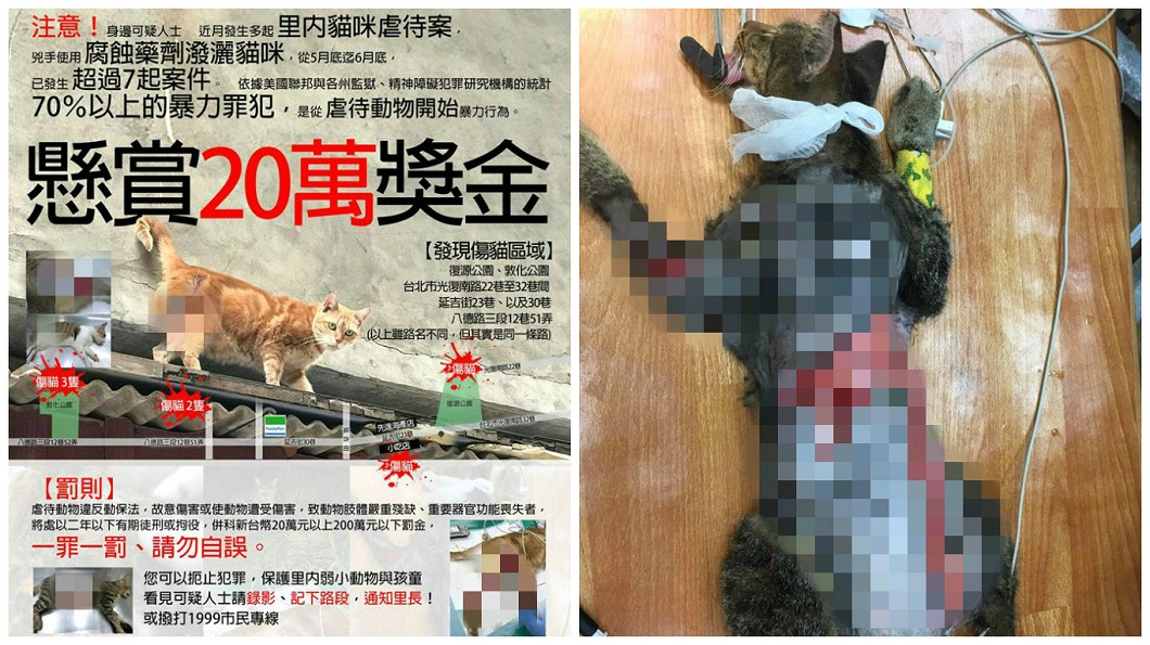 台北市出現虐貓狂，目前得知已有7隻流浪貓遭潑腐蝕性液體攻擊。(圖／台北市支持流浪貓絕育計劃協會提供)