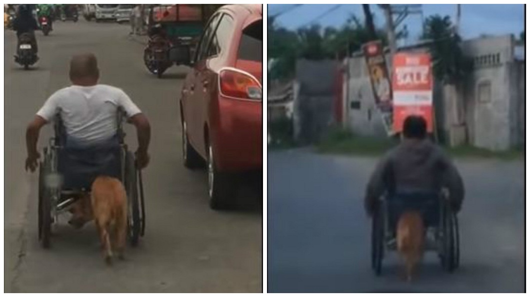 菲律賓一隻忠犬會幫忙主人推輪椅，網友們看了十分感動。(圖／翻攝自YouTube)