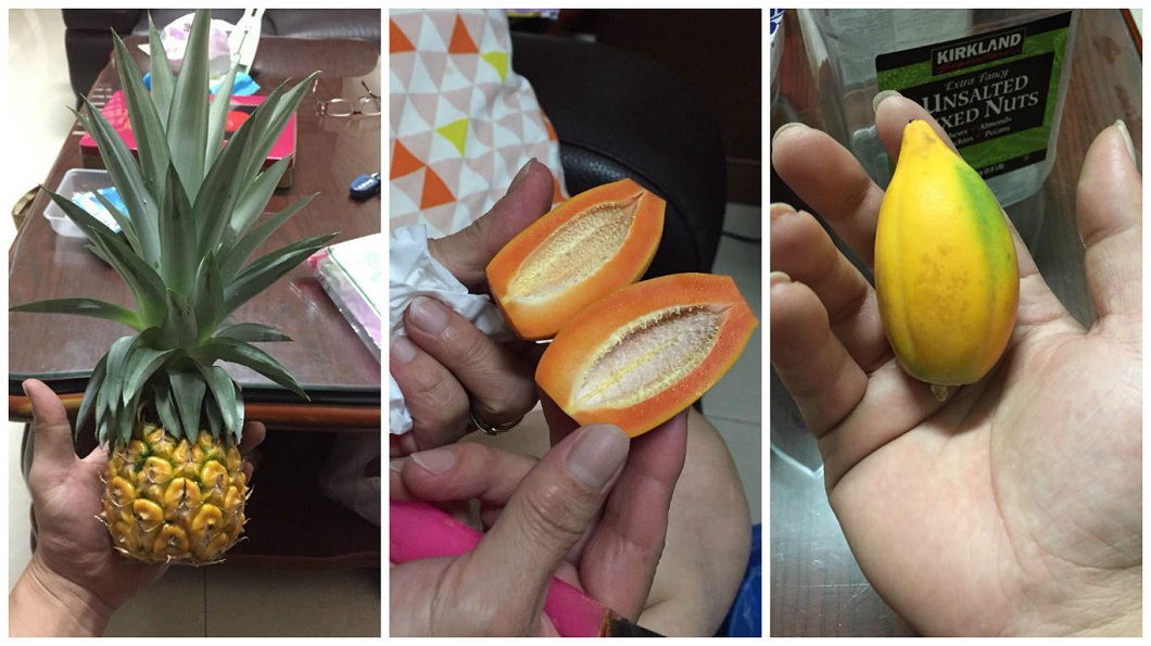 有男網友分享自己父親種出來的袖珍版水果。(圖／翻攝自爆廢公社公開版)