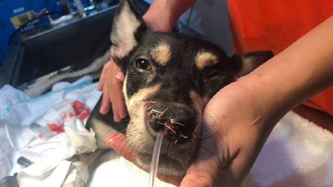 永和分屍案的忠犬Lulu找到了，目前牠已經送醫治療接受安置。(圖／翻攝自臉書粉絲團「浪浪別哭」)