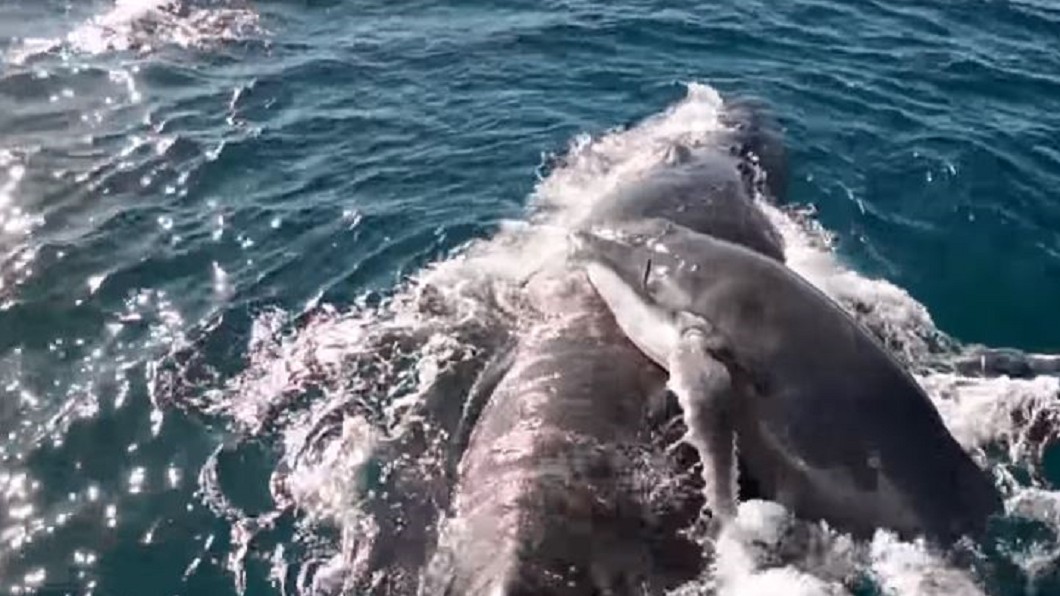 圖／翻攝YouTube 5雄鯨想「強迫交配」！鯨魚母子入絕境　海豚群即刻救援