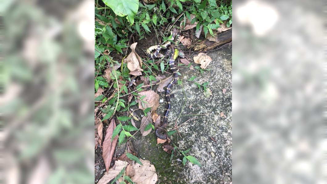 雨傘節主要出現在中高海拔區域,但卻現蹤在低海拔的雲林山區,研判牠可能是找不到食物吃才會吃下同類。(圖/陳清圳先生提供)
