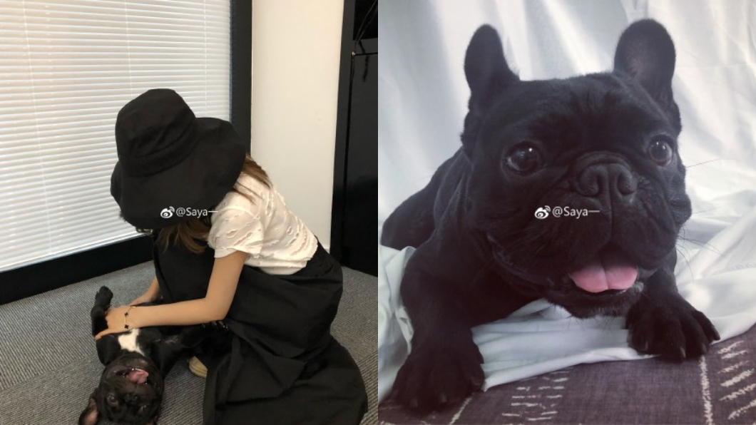 網紅Saya的愛犬。翻攝/微博Saya一
