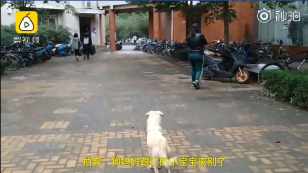 學生拍下狗媽媽望著飼養者抱走孩子的背影。(圖/翻攝自梨視頻)
