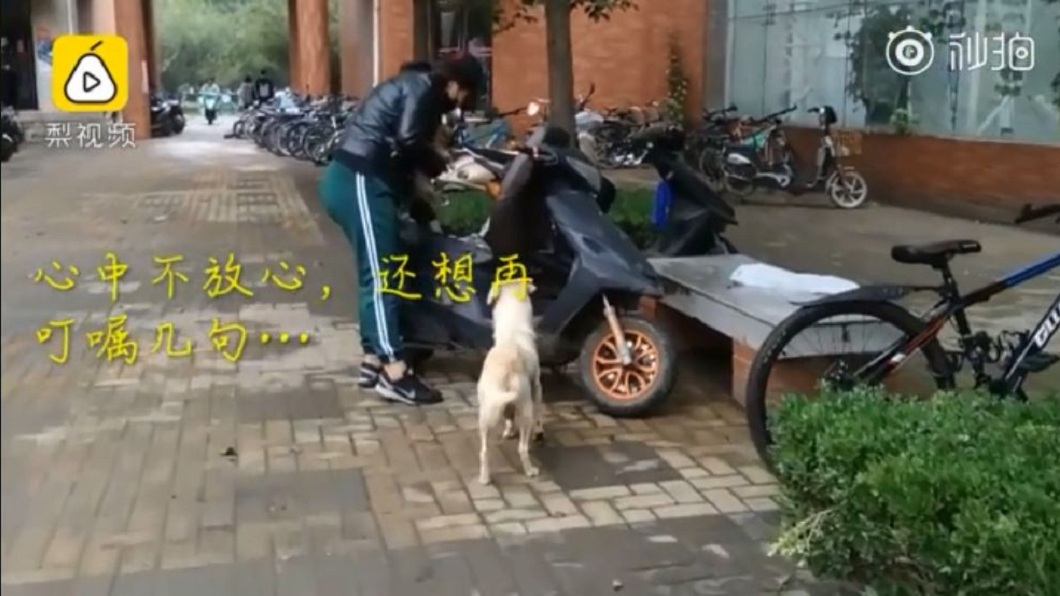 狗媽媽最後仍不捨,跟上前想和孩子做最後道別。(圖/翻攝自梨視頻)
