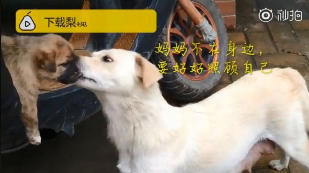 狗媽媽依依不捨的舔著孩子,似乎在交代要牠好好照顧自己。(圖/翻攝自梨視頻)