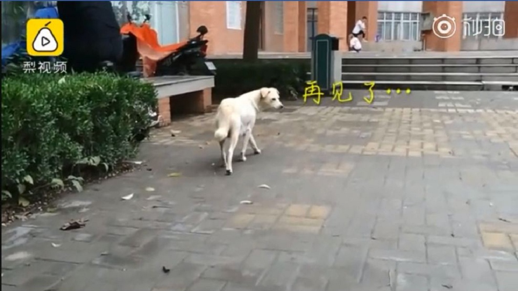 狗媽媽最後不捨地回頭一瞥,讓許多看到影片的網友都不捨地哭了。(圖/翻攝自梨視頻)