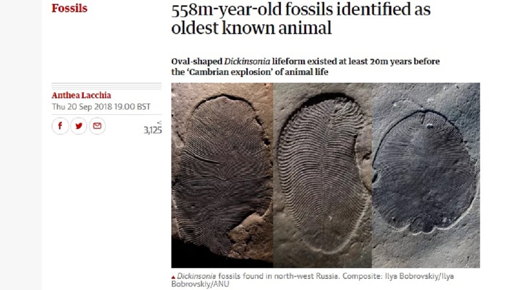 圖／翻攝自The Guardian 動物始祖是牠！　距今5億年前的化石發現脂肪