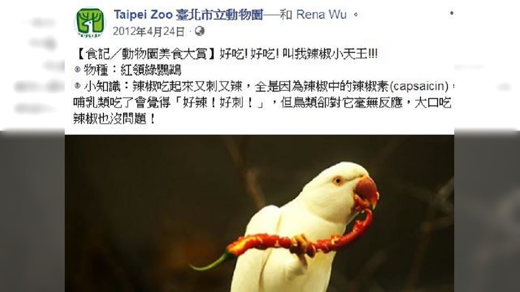 臺北市立動物園解釋鸚鵡吃辣。圖/翻攝自Taipei Zoo 臺北市立動物園臉書