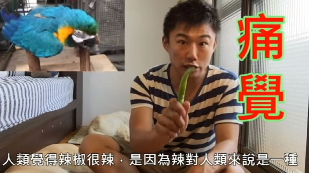網友解釋鸚鵡不怕辣的原因。圖/翻攝自Peng Shigeru YouTube