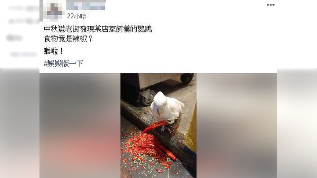 網友在爆料公社分享吃辣椒的鸚鵡。圖/翻攝自爆料公社
