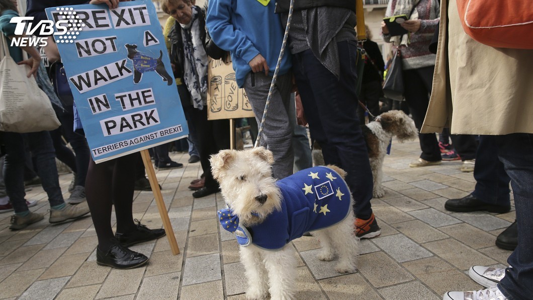 圖／達志影像美聯社 千隻汪星人走上倫敦街頭　要求第2次脫歐公投
