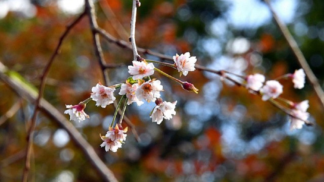 民眾發現提前開花的櫻花，分享在推特上。圖／翻攝自@niraikanai07 Twitter