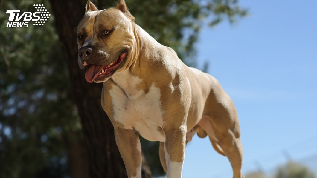 比特犬被農委會公告列為6種危險犬種之一。（示意圖／shutterstock 達志影像）