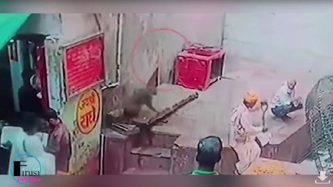 印度一隻潑猴趁弄蛇人不注意時，準備從後方偷襲。(圖／翻攝自YouTube)
