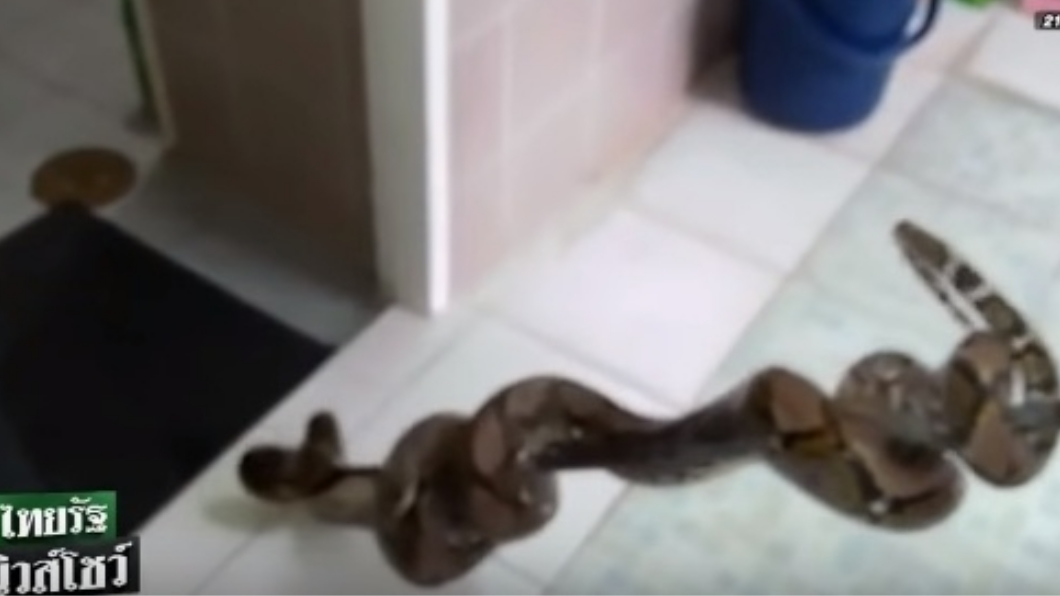 蟒蛇躲藏在馬桶裡，造成1名男子下體遭咬傷。圖／翻攝自Thairath YouTube