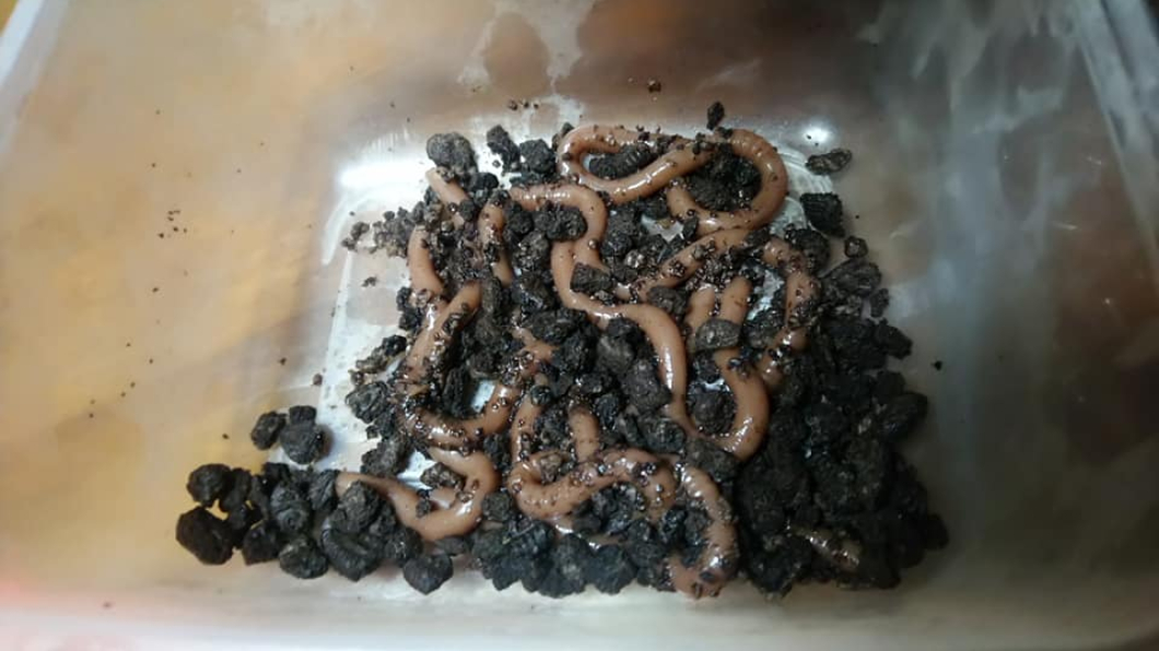 原PO的「爆腦漿之作」是蚯蚓巧克力布丁。翻攝自/爆系廚藝訓練學院臉書