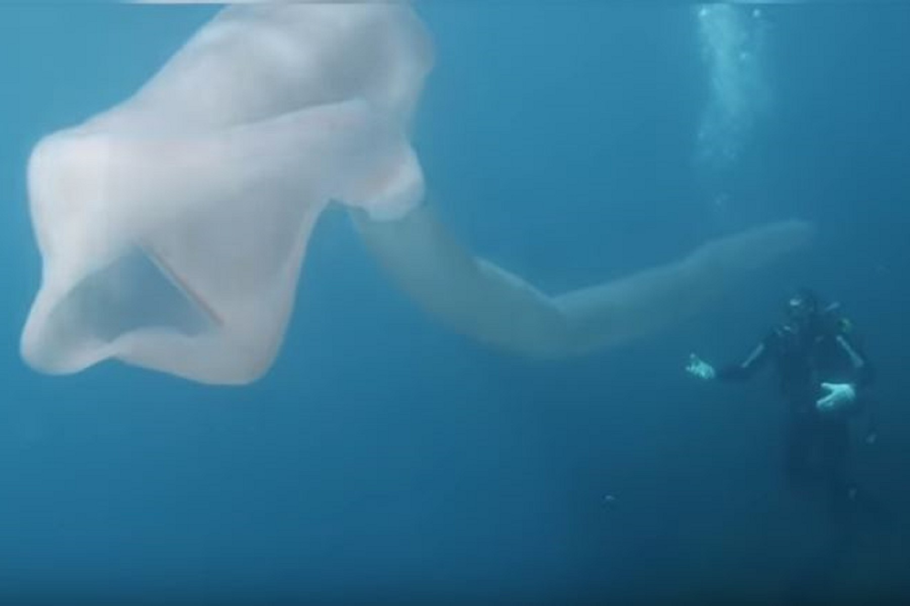 圖／翻攝自YouTube 海怪現身？紐西蘭驚見8公尺巨型蟲　嚇壞潛水客