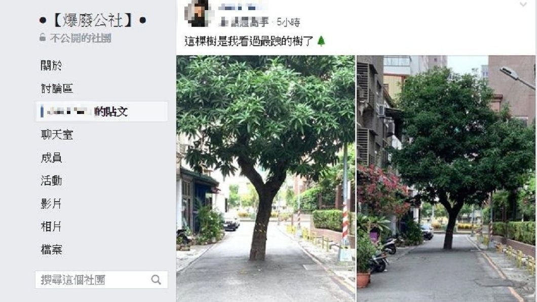 這棵樹被網友戲稱是最跩的樹。(圖/翻攝自爆廢公社)