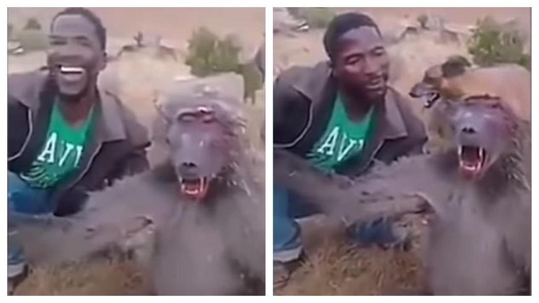 一名男子竟然對受傷的狒狒凌虐，網友們群起撻伐。(圖／翻攝自YouTube)
