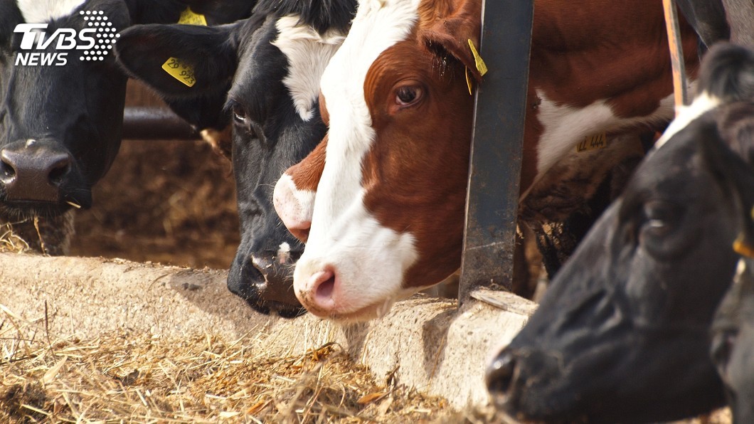 示意圖／TVBS 世界報：歐洲逾百萬噸動物飼料遭GMO污染