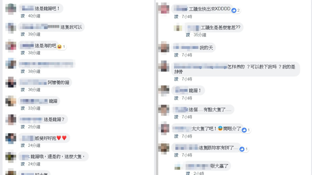 這張照片引起網友熱烈討論。圖/翻攝自貓咪也瘋狂俱樂部