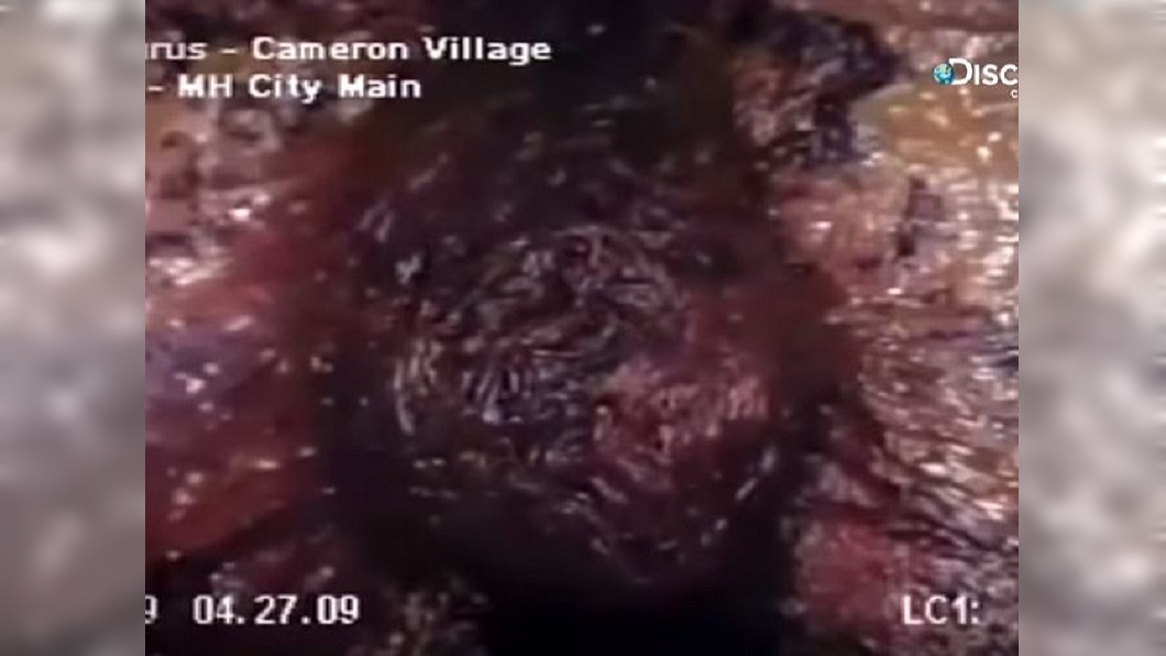 美國北卡羅萊納州發現不明紅色肉球生物。圖／翻攝自YouTube「 Discovery Channel Taiwan」
