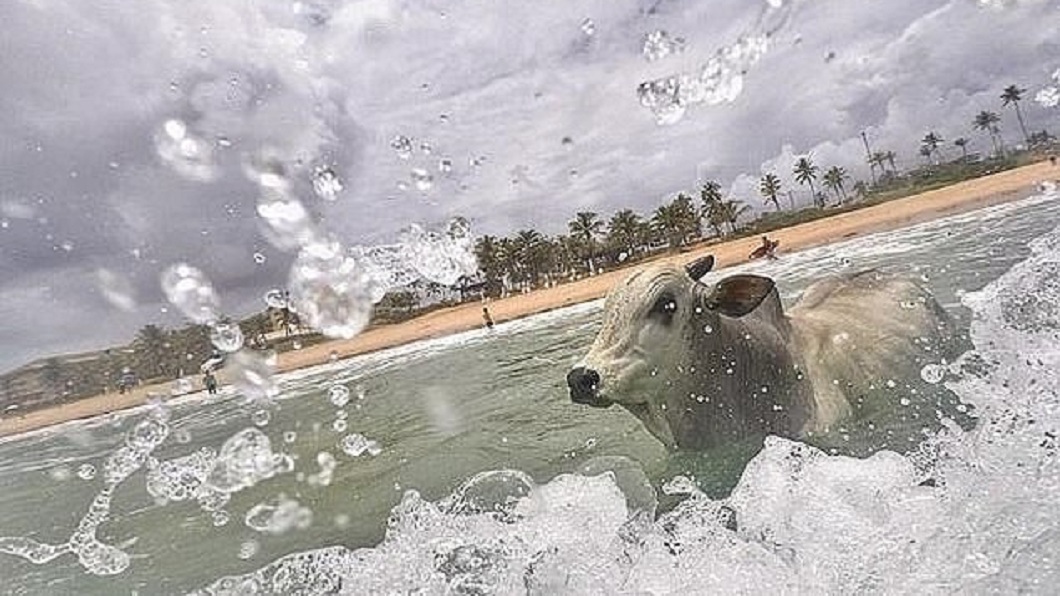 巴西一頭公牛似乎得知自己將被宰殺，牠奮力脫逃後衝入大海。(圖／翻攝自YouTube)