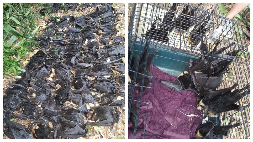 澳洲最近飆破45度高溫，有民眾發現住家外面，大片蝙蝠屍體在自家庭院。(圖／翻攝自臉書)