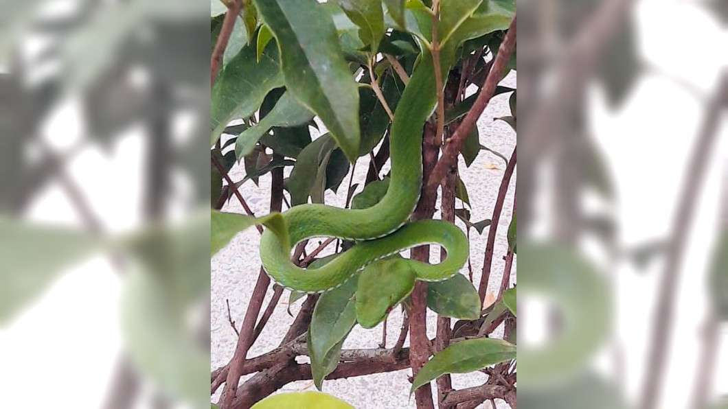 有專業的網友分享遇到青竹絲時,可以根據身上特徵如何分辨牠是有毒還是無毒的。(圖/翻攝自爆廢公社公開版)