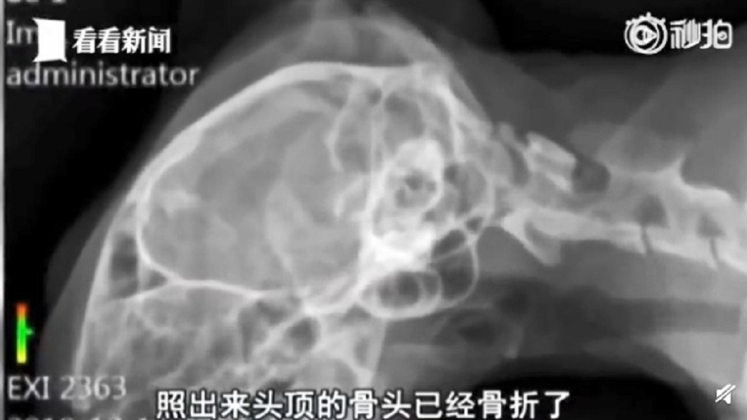 圖/翻攝自微博