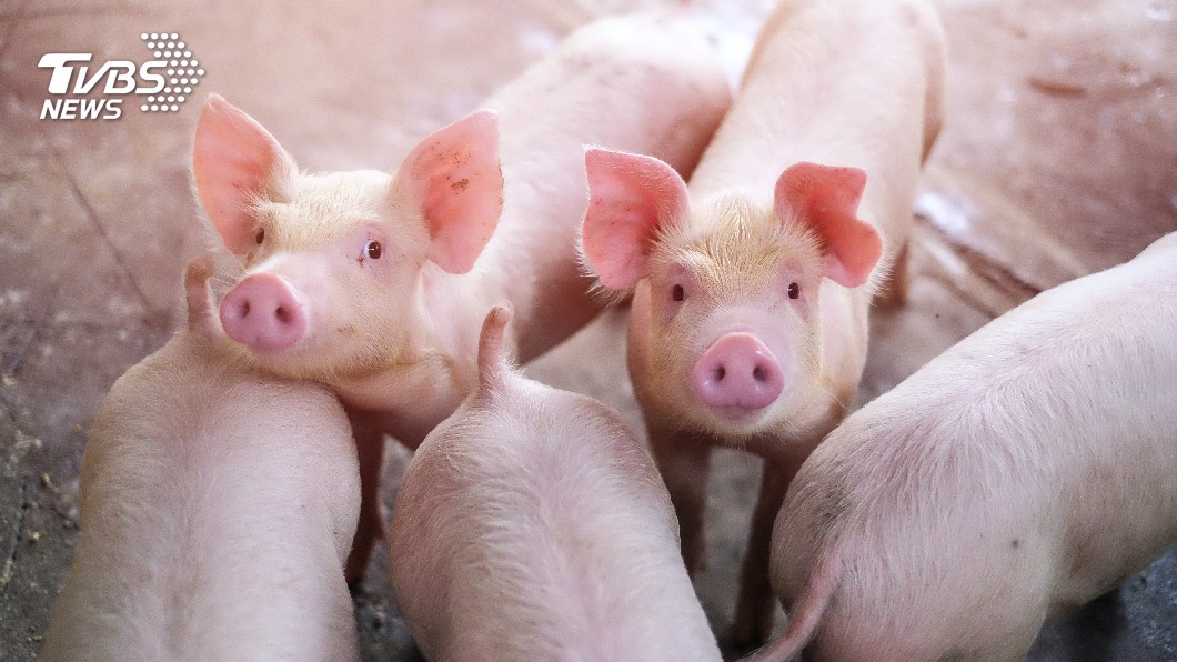 日本愛知縣最近爆發第6起豬瘟疫情，儘管症狀與非洲豬瘟有所差別，但致死率同樣達到100%。(示意圖／TVBS)