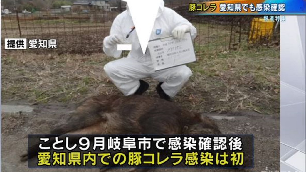 日本岐阜縣在今年9月就發生首例的豬瘟案例。(圖/翻攝自翻攝自CBCニュース,YouTube)