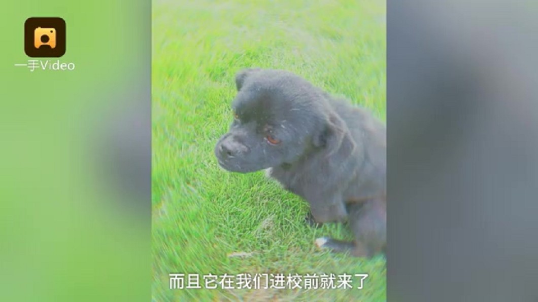 圖/翻攝梨視頻