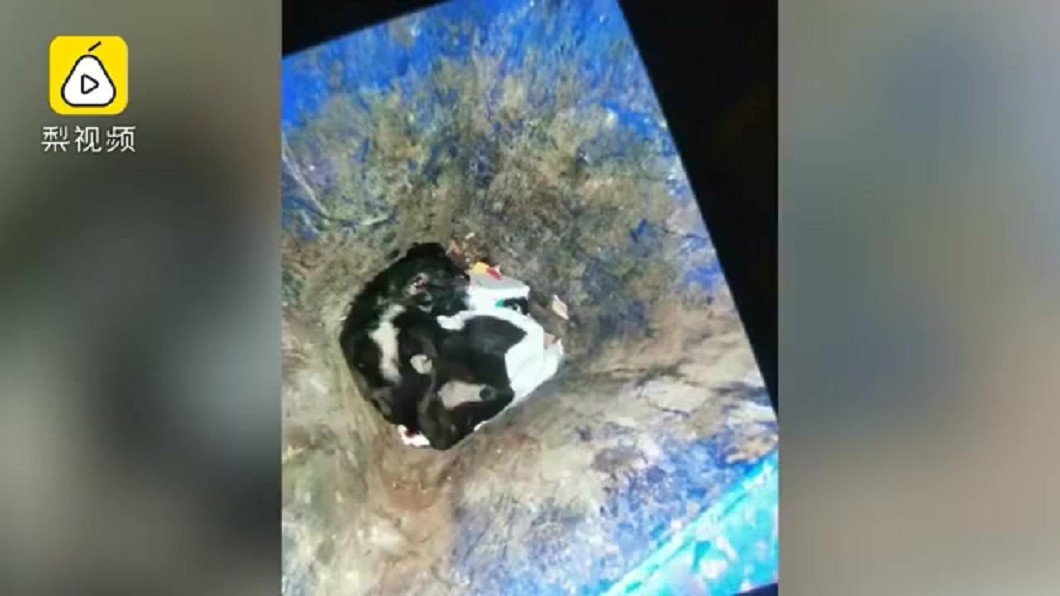 圖/翻攝梨視頻