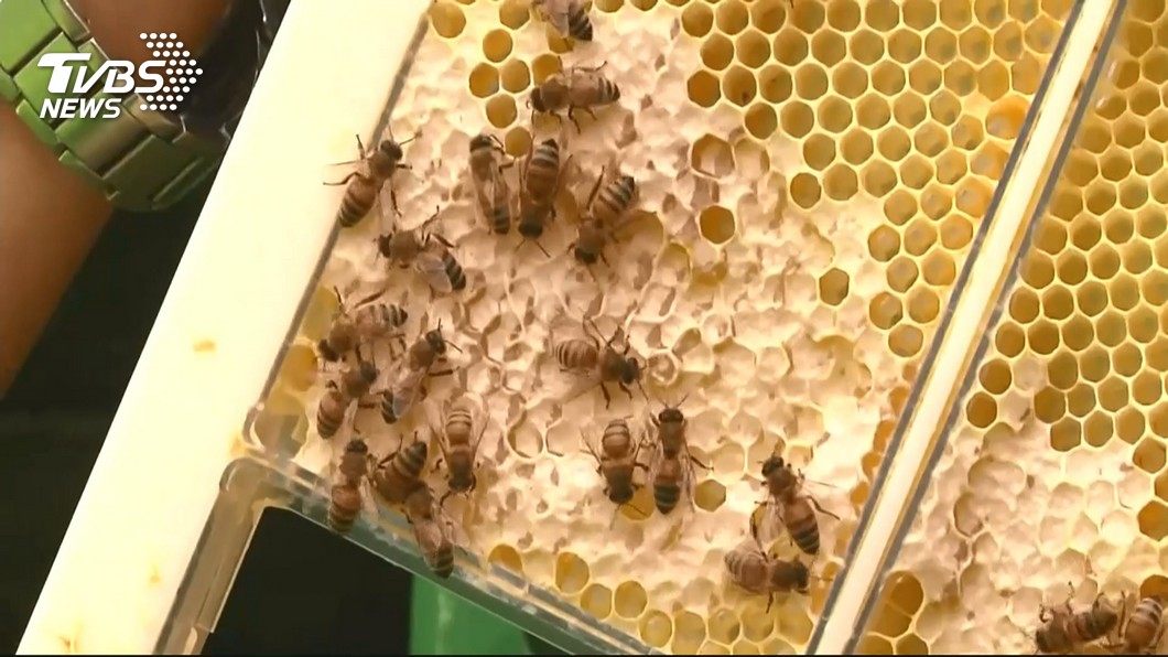 蜜蜂會築巢產蜜，不少人愛吃蜂蜜。(示意圖／TVBS)