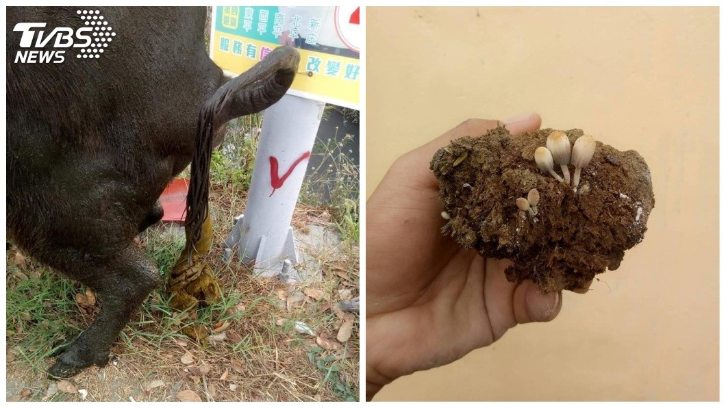 這種香菇叫做裸蓋菇,曾有民眾摘來食用,吃下肚後產生幻覺2小時,嚴重者恐喪命。(圖/讀者林家良提供)